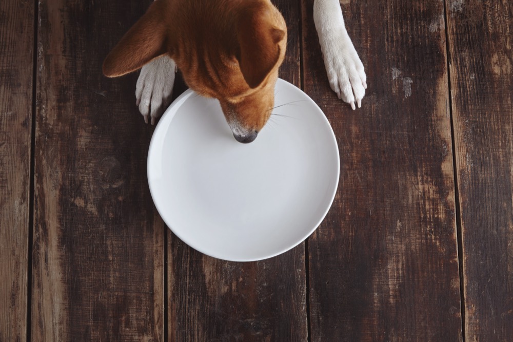 כלב ליד קערת אוכל