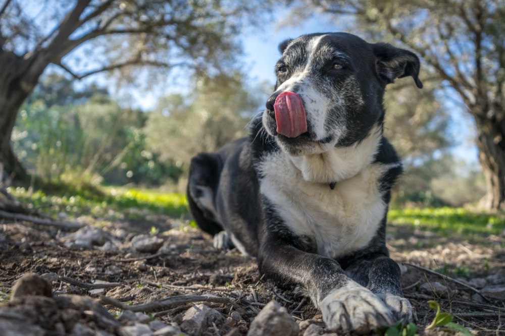 כלב מבוגר אוכל